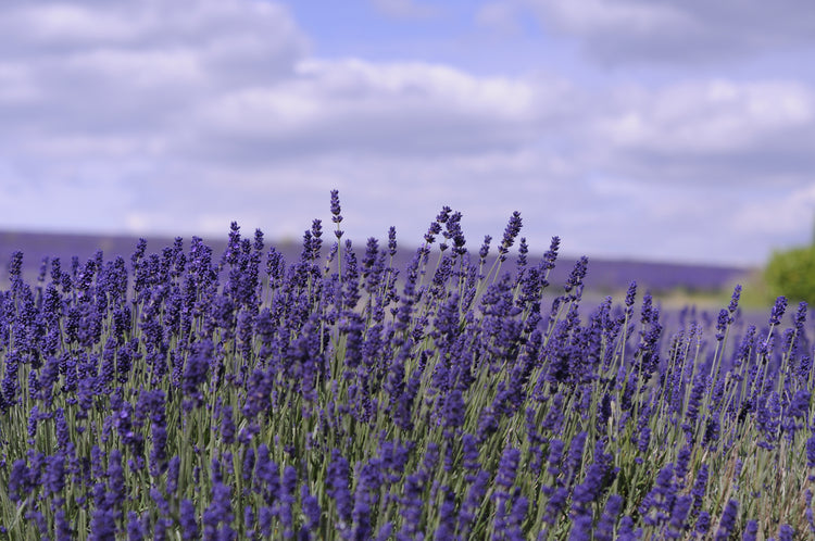 Lavender Fields – Cotswold Lavender
