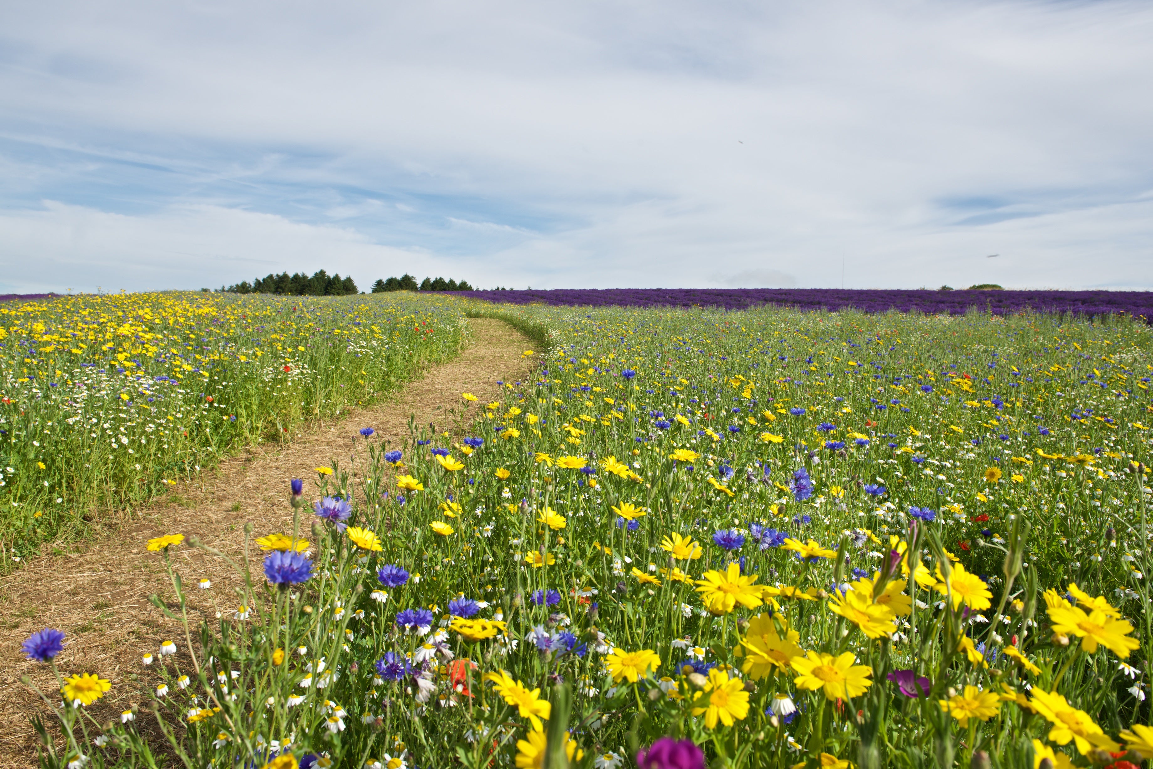 Wildflower Meadows – Cotswold Lavender